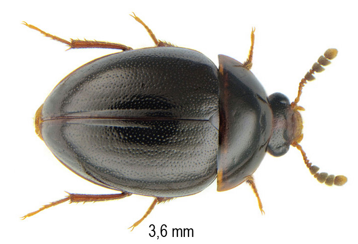 Anisotoma castanea (Herbst, 1791)